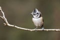 Crested tit sits