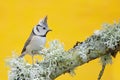 Crested Tit sitting on beautiful lichen branch with clear yellow background. Bird in the nature habitat. Detail portrait of Songbi Royalty Free Stock Photo