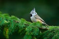 Crested Tit sitting on beautiful lichen branch with clear yellow background. Bird in the nature habitat. Detail portrait of songbi Royalty Free Stock Photo