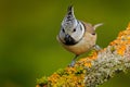 Crested Tit sitting on beautiful lichen branch with clear yellow background. Bird in the nature habitat. Detail portrait of