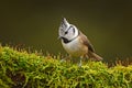 Crested Tit sitting, Songbird on beautiful green moss lichen branch with clear green background. Bird with crest, Czech Republic B
