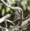 Crested Tit among the branches Royalty Free Stock Photo
