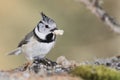 Crested Tit on a tree bark eating a seed Royalty Free Stock Photo