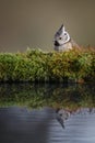 Crested tit by a winter pool Royalty Free Stock Photo