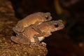 Crested toad (Ingerophrynus divergens) couple in amplexus from a natural habitat, Borneo