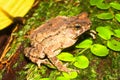 Crested toad (Ingerophrynus divergens) in natural habitat, Borneo