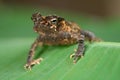 Crested toad tropical jungle amphibian Royalty Free Stock Photo