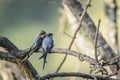 Crested Treeswift in Ella, Sri Lanka