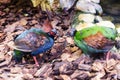Crested wood partridge. Bird and birds. Water world and fauna. Wildlife and zoology.