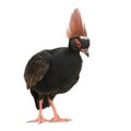 Crested Wood Partridge - Rollulus rouloul