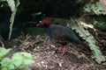 Crested Wood Partridge, rollulus roulroul, Adult