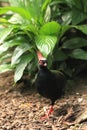 Crested wood partridge