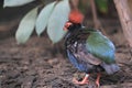 Crested wood partridge