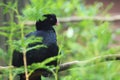 Crestless curassow Royalty Free Stock Photo