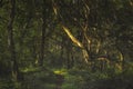 Creswells Piece. Vibrant green moody, ethereal UK forest woodland trees, and foliage
