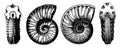 Cretaceous ammonites, vintage engraving Royalty Free Stock Photo