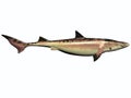 Cretaceous Shark Royalty Free Stock Photo