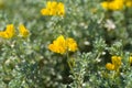 Cretan birds foot trefoil in spring Royalty Free Stock Photo