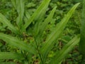 The Cretan brake (Pteris cretica) fern leaf, close-up view