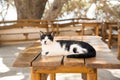 Cretan cat Royalty Free Stock Photo