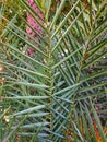 Cretan data palm phoenix theophrasti is a palm endemic to create,A small date palm tree in ground