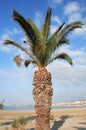Cretan date palm Phoenix theophrasti