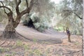 Cretan farmer who cleans the harvesting nets of olives in the mo