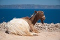 Cretan Goat Royalty Free Stock Photo