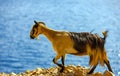 Cretan goat in the mountains against the background of the Mediterranean Sea Royalty Free Stock Photo