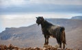 Cretan goat in the mountains against the background of the Mediterranean Sea Royalty Free Stock Photo