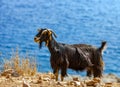 Cretan goat in the mountains against the background of the Mediterranean Sea Royalty Free Stock Photo