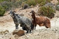 Cretan Goats, in Crete, Greece Royalty Free Stock Photo