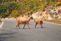 Cretan goats on the road