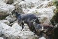 Cretan goats