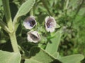 Cretan hounds tongue flower (Cynoglossum creticum)