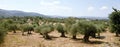 Cretan olive grove