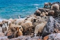 Cretan sheep by the sea