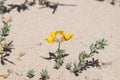 Cretan trefoil Royalty Free Stock Photo