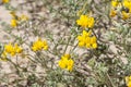 Cretan trefoil, Lotus creticus Royalty Free Stock Photo