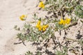 Cretan trefoil, Lotus creticus Royalty Free Stock Photo