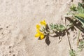 Cretan trefoil, Lotus creticus Royalty Free Stock Photo