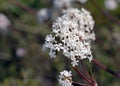 Cretan Valerian, Crete