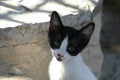 Crete / Baby cat begging for food Royalty Free Stock Photo