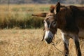 Crete / Donkey Royalty Free Stock Photo