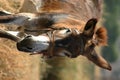 Crete / Donkey Royalty Free Stock Photo