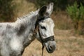 Crete / Donkey Royalty Free Stock Photo