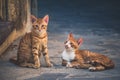 Cats on the streets of Chania, Crete island