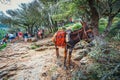 Donkey stands on the mountain path to Zeus Cave Diktaion Andron - Lassithi, Crete, Greece Royalty Free Stock Photo