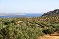Crete / Olive trees Royalty Free Stock Photo