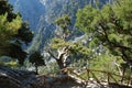 Crete, Samaria Gorge, very beautiful view of the mountains and small trees, stones, sand and hot sun